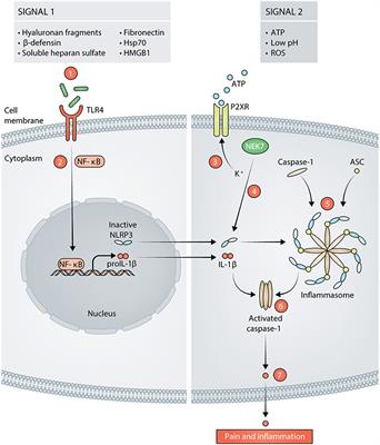 A Novel Sex-Dependent Target for the Treatment of Postoperative Pain: The NLRP3 Inflammasome